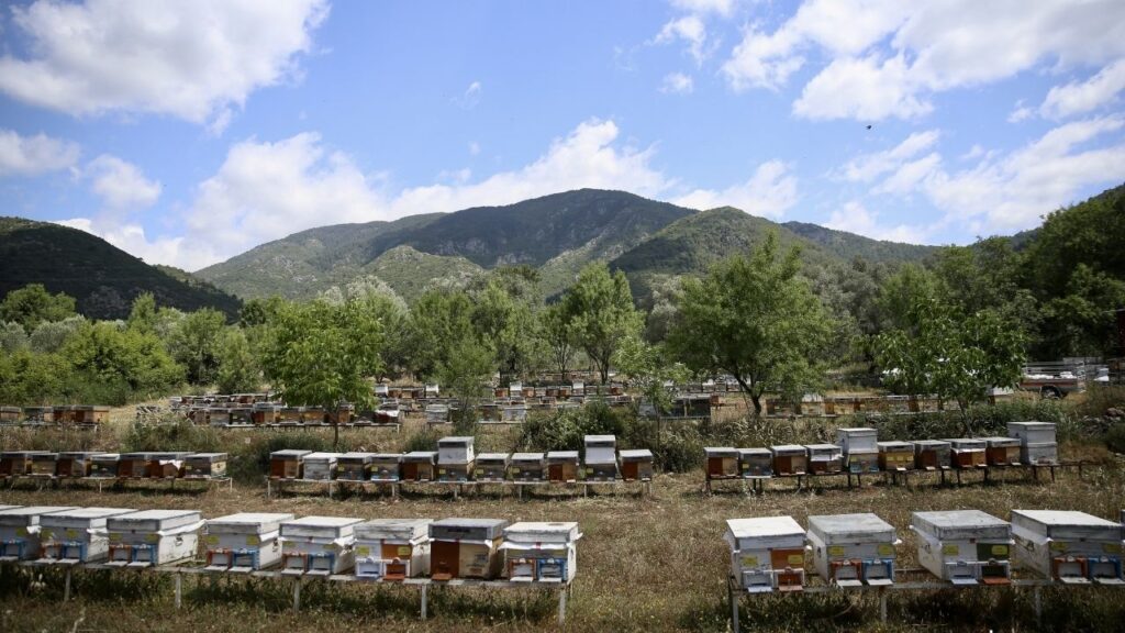 fethiye arı dağıtıldı