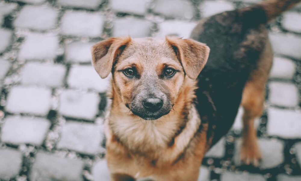 sokak köpekleri