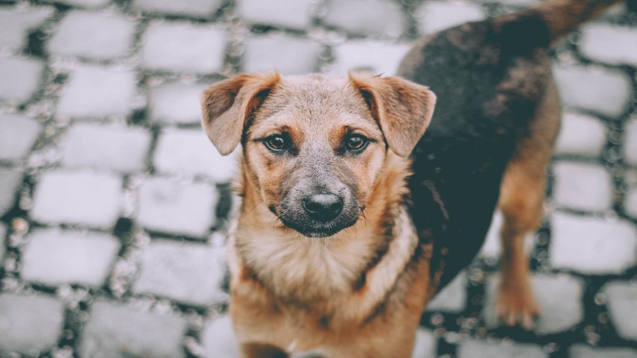 sokak köpekleri