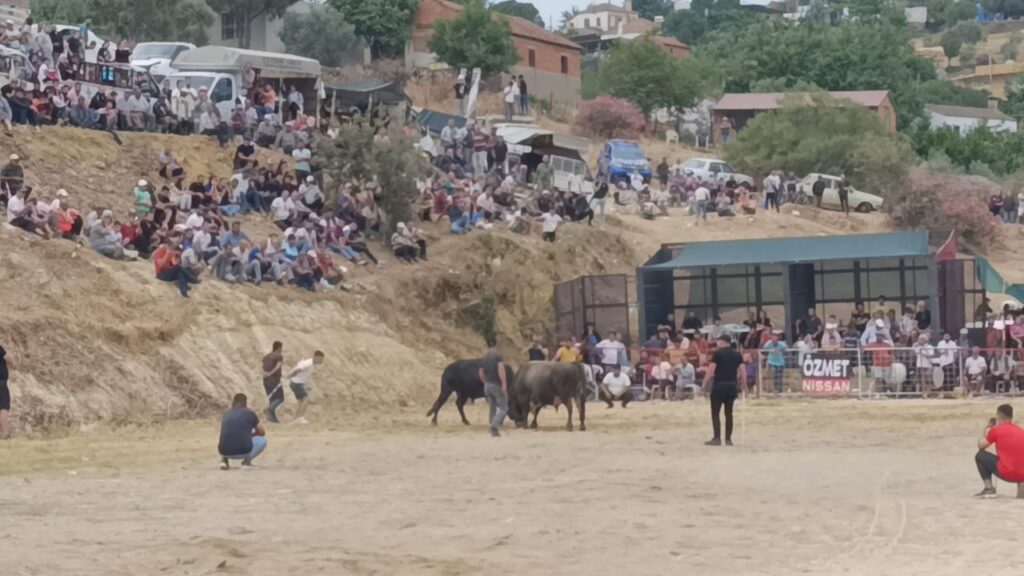 Aydın'ın Söke İlçesinde Boğa Güreşleri 