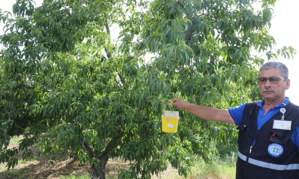 Narenciye İhracatına Muğla Büyükşehir Desteği