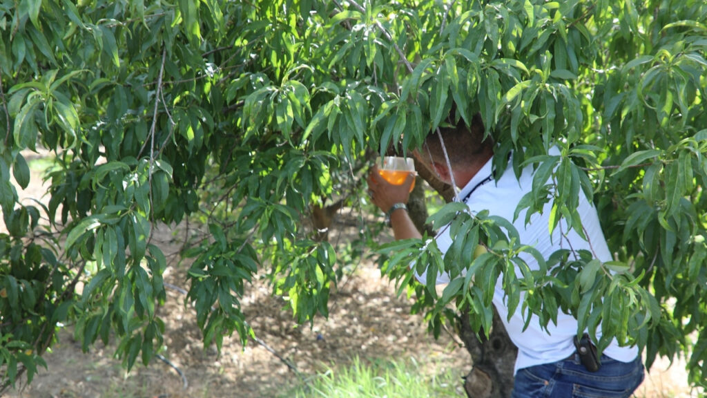 ## Muğla Büyükşehir Belediyesi'nden Narenciye Üreticilerine Destek: Akdeniz Meyve Sineği ile Mücadelede Büyük Başarı

Muğla Büyükşehir Belediyesi, narenciye üretiminin en önemli sorunlarından biri olan Akdeniz Meyve sineği ile mücadele ederek üreticilere ekonomik olarak büyük katkı sağlıyor. Bu çalışmalardan memnuniyetlerini dile getiren üreticiler, Belediye Başkanı Ahmet Aras’a teşekkür ediyor.

**Akdeniz Meyve Sineği ile Etkin Mücadele**

Muğla'nın önemli ihracat ürünlerinden olan narenciyede Akdeniz Meyve sineği sorununu çözmek için Büyükşehir Belediyesi ekipleri, Köyceğiz ilçesinde narenciye üretiminin yüzde 70’inin yapıldığı 35 bin dekar arazide biyoteknolojik yöntemlerle tuzaklama çalışması başlattı. Bu çalışmalar sayesinde üreticiler büyük ilaçlama maliyetlerinden kurtuldu.

**Zaferler Muhtarı Sedat Ayhan’ın Teşekkürü**

Zaferler Muhtarı Sedat Ayhan, Akdeniz Meyve sineği çalışmalarından memnun olduklarını belirterek, “Geçim kaynağımız portakaldaki sorun Büyükşehir sayesinde çözüldü. Narenciyeyi ihraç ettiğimiz için bu sinek nedeniyle ürünlerimiz ihracattan dönüyordu. Bu sorunu toplu mücadele ile çözmek gerekiyordu. Büyükşehir Belediye Başkanı Ahmet Aras’a teşekkür ediyoruz” dedi.

**Hamitköy Muhtarı Ramazan Çelik’in Görüşleri**

Hamitköy Muhtarı Ramazan Çelik, “Büyükşehir sayesinde narenciyede ihracata elverişli ürünler gönderiyoruz. Akdeniz Meyve sineği ile mücadele çalışmaları popülasyonu engelliyor ve biz üreticiler büyük ilaçlama maliyetlerinden kurtuluyoruz. Ürünlerimizde ilaç kalıntısı olmuyor ve ihracata elverişli mallar gönderiyoruz” dedi.

**Ziraat Mühendisi Turgut Karagöz’ün Açıklamaları**

Muğla Büyükşehir Belediyesi Tarımsal Hizmetler Dairesi Başkanlığı’ndan Ziraat Mühendisi Turgut Karagöz, bölgenin en büyük sorununun Akdeniz Meyve sineği olduğunu ve yaptıkları çalışmalar sayesinde bu sorunu çözdüklerini belirtti. Karagöz, “Normalde 35 bin dekar arazide 120 bin tuzaklama yapılması gerekiyor. Biz daha ekonomik bir çözüm üreterek 3 bin ara konukçuda tuzaklama çalışması yaptık ve popülasyonu azalttık. Bu yöntemle üreticilerimiz sadece bir kez ilaçlama yaparak sorunla başa çıkabiliyor” dedi.

**Çalışmaların Etkisi ve Sonuçları**

Yapılan bu çalışmalar sayesinde üreticiler, doğal ve ekonomik olarak daha temiz ve sağlam ürünler elde ediyor. Kullanılan feromon tuzaklar, Akdeniz Meyve sineğinin üremesini engelleyerek popülasyonu kontrol altına alıyor. Bu başarılı çalışmalar, narenciye üreticilerine büyük bir ekonomik rahatlama sağlıyor ve ihracatın devamlılığını garanti altına alıyor.

Muğla Büyükşehir Belediyesi'nin bu etkili mücadelesi, narenciye üreticileri için büyük bir destek ve güvence sağlıyor. Başkan Ahmet Aras ve ekibine üreticilerden teşekkür yağıyor.