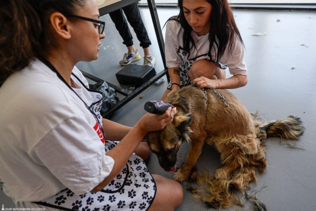 izmir sahipsiz köpekler tıraş edildi