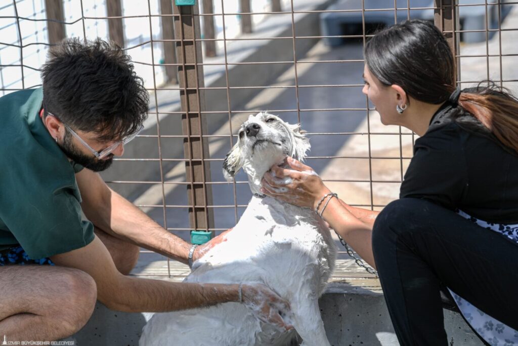 izmir sahipsiz köpekler yıkandı